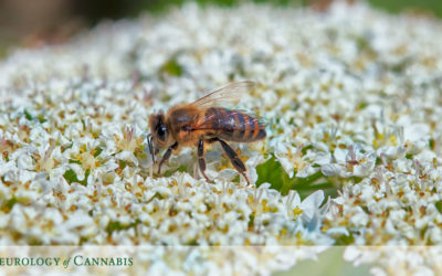 Cannabis & Bee Survival